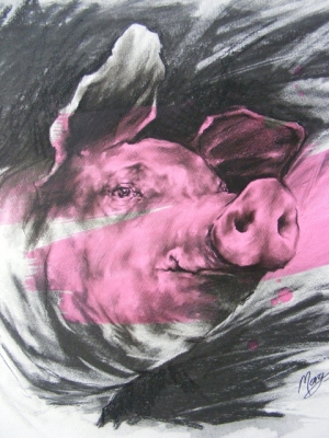 Pink Pig (charcoal and acrylic 52 x 52cm framed) £380 plus delivery by 