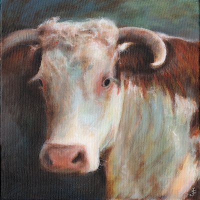 Hereford Cow   by 