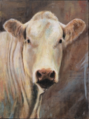 Charolais by 