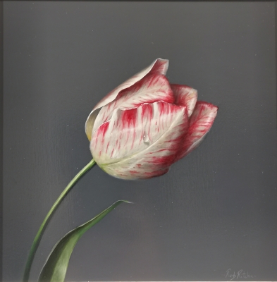 Rembrandt Tulip 