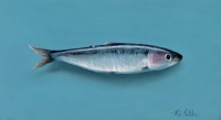 Sardine