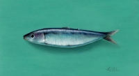 Sardine